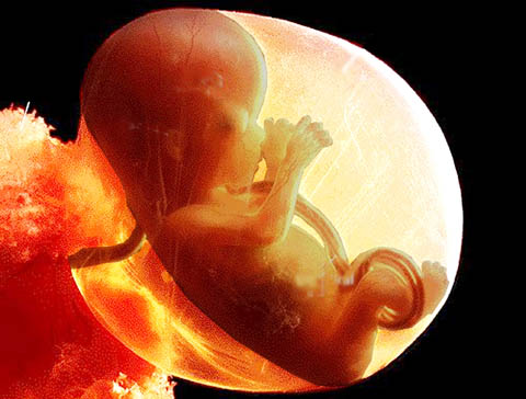 unborn-baby