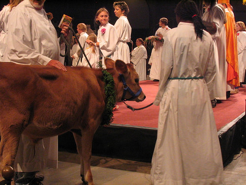 Cow by Adam Roben missa gaia photo
